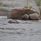  The Serengeti, TZ